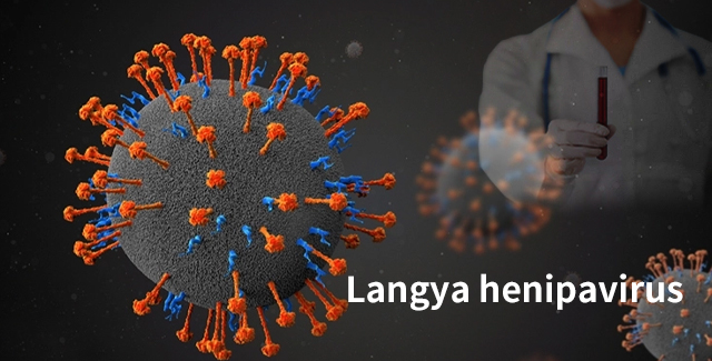 Des scientifiques ont découvert l'hénipavirus de Langya